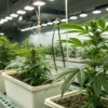 Indoor cannabis plants growing in containers under LED lighting inside a modern cultivation facility.