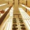 Researcher inspecting cannabis samples under bright laboratory grow lights.