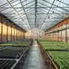 Large indoor cannabis greenhouse with propagation tables and young seedlings.