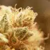 Macro Close-Up of Cannabis Trichomes