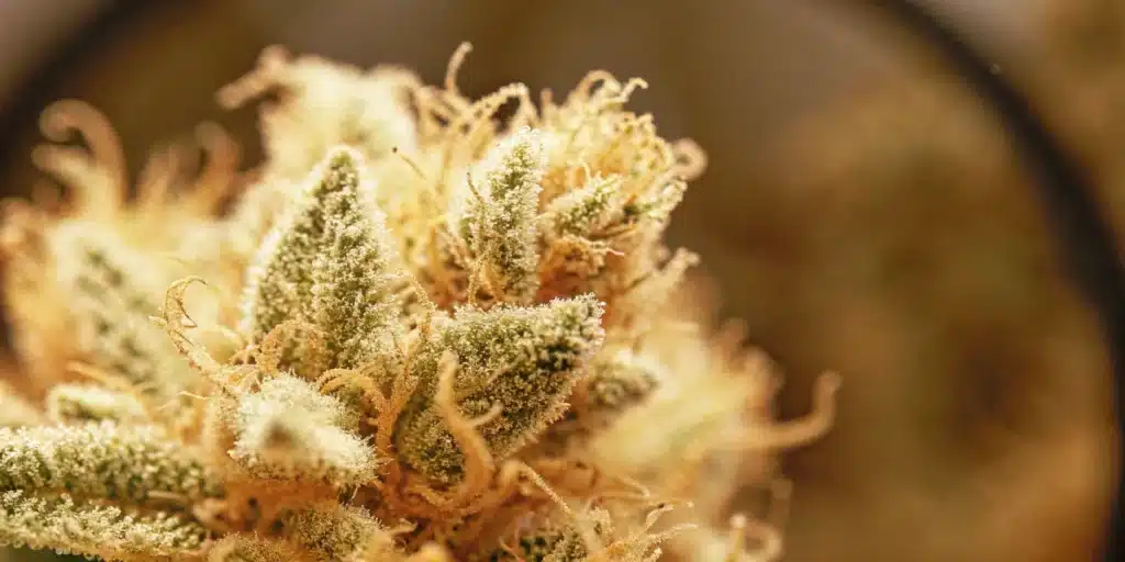 Macro Close-Up of Cannabis Trichomes
