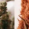Macro comparison of green and reddish cannabis buds with dense trichomes and orange pistils.