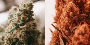 Macro comparison of green and reddish cannabis buds with dense trichomes and orange pistils.