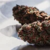 Macro shot of dark skunk cannabis buds with visible smoke on a bright surface.