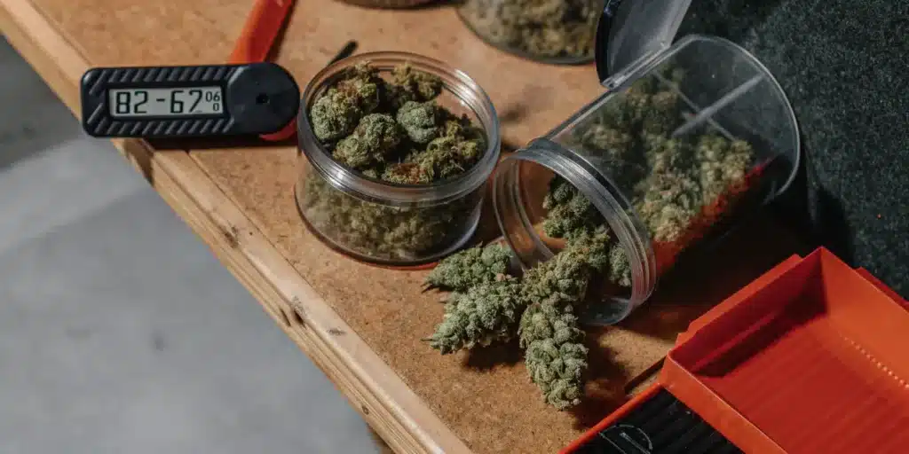 Cannabis buds curing in containers beside a digital humidity monitor on a wooden workspace.