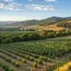 Large cannabis farm in mountain valley with rows of outdoor plants under blue sky.
