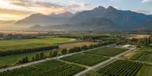 Aerial view of a large cannabis farm surrounded by mountains and forest at sunset.
