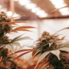 Cannabis buds growing indoors under warm orange grow lights with visible trichomes and broad leaves.