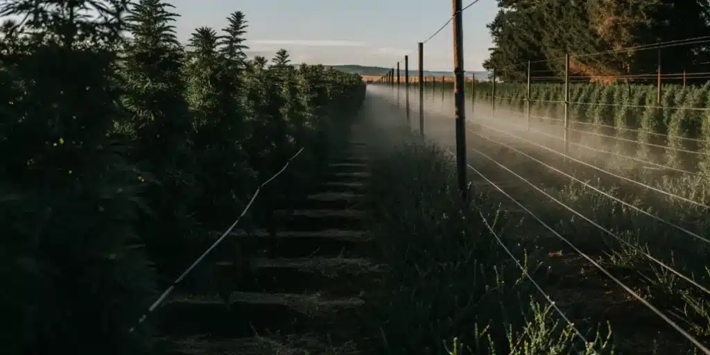 Outdoor cannabis farm with irrigation misting system running between crop rows.