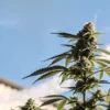 Outdoor cannabis plant flowering under sunlight with clear blue sky and visible aromatic resin-rich buds.