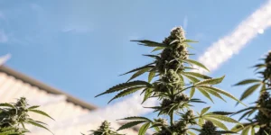 Outdoor cannabis plant flowering under sunlight with clear blue sky and visible aromatic resin-rich buds.