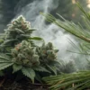 Frosty Pine OG cannabis buds surrounded by pine needles and soft smoke in a forest setting.