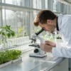 Scientist examining plant samples under a microscope in a bright laboratory.