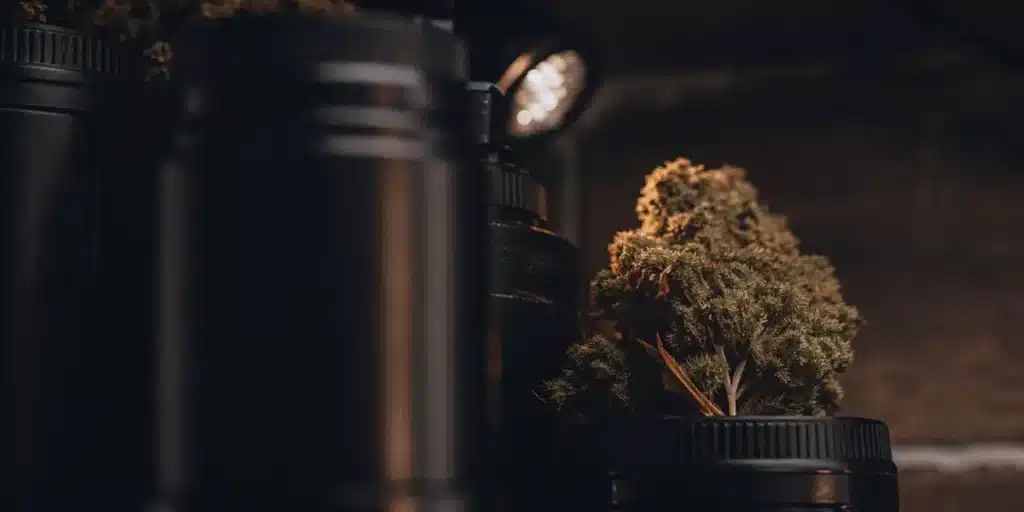 Premium cannabis buds stored in black airtight jars under warm low-light conditions.