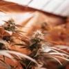 Close-up of premium GG4 cannabis buds growing indoors under warm cultivation lighting.
