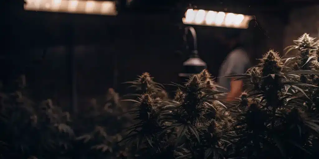 Professional indoor cannabis grow room with mature flowering plants and overhead grow lights at night.