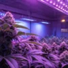 Flowering cannabis plants growing indoors under purple LED grow lights in a modern cultivation room.