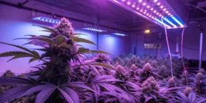 Flowering cannabis plants growing indoors under purple LED grow lights in a modern cultivation room.