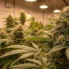 Large resin-covered cannabis buds growing in an indoor cultivation facility under warm lighting.