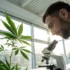 Scientist examining cannabis plant with microscope in modern laboratory.