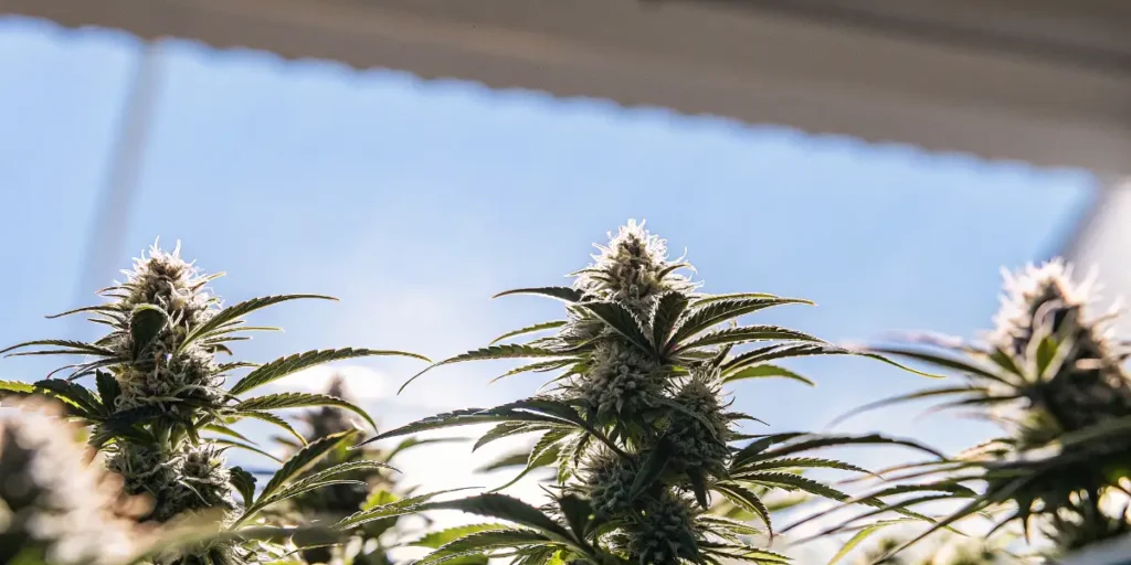 Cannabis buds illuminated by natural sunlight inside a greenhouse cultivation environment.