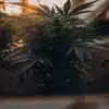 Healthy cannabis plant growing in greenhouse soil bed during warm sunset lighting.