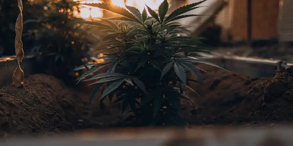 Healthy cannabis plant growing in greenhouse soil bed during warm sunset lighting.