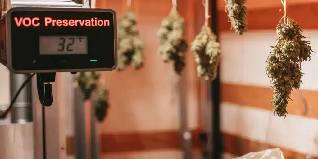 Cannabis buds hanging during the drying process beside a VOC preservation monitor in a controlled curing environment.