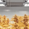 Yellow cannabis plants flowering indoors under bright LED grow lights in a cultivation room.