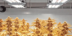 Yellow cannabis plants flowering indoors under bright LED grow lights in a cultivation room.