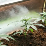 Young cannabis seedlings growing in rich soil inside an indoor cultivation bed with humidity and controlled lighting.