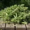 Snow White harvested cannabis branches outdoors.