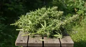 Snow White harvested cannabis branches outdoors.