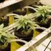 Somango cannabis plants in indoor hydroponic system.