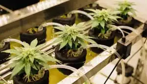 Somango cannabis plants in indoor hydroponic system.