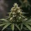 Skunk x Northern Lights dense bud.