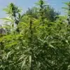 Skunk x Cinderella 99 Fast Version outdoor cannabis plants.