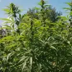 Skunk x Cinderella 99 Fast Version outdoor cannabis plants.