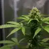 Skywalker x Girl Scout Cookies cannabis plant.