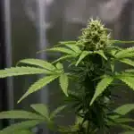 Skywalker x Girl Scout Cookies cannabis plant.