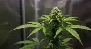 Skywalker x Girl Scout Cookies cannabis plant.