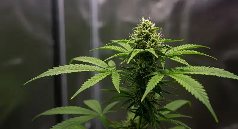 Skywalker x Girl Scout Cookies cannabis plant.