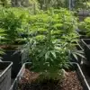 Somango Auto cannabis plants growing in outdoor pots.