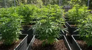 Somango Auto cannabis plants growing in outdoor pots.