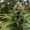 Somango Fast Version cannabis bud grown outdoors.