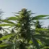 Somango Regular cannabis plant flowering outdoors.