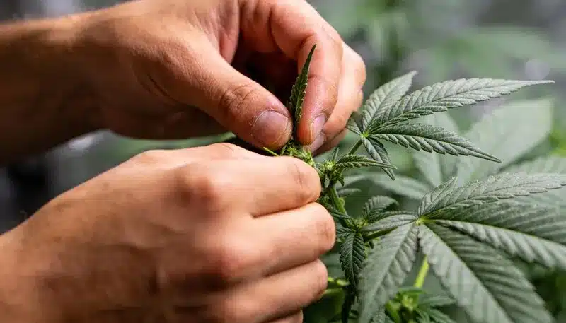 Somango cannabis plant being carefully handled during early flowering, healthy leaves, strong stems, and precise manual plant maintenance.