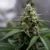 Sour Skies Cannabis Bud: Resin-Rich Flower.