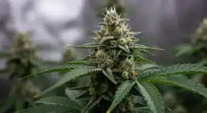 Sour Skies Cannabis Bud: Resin-Rich Flower.