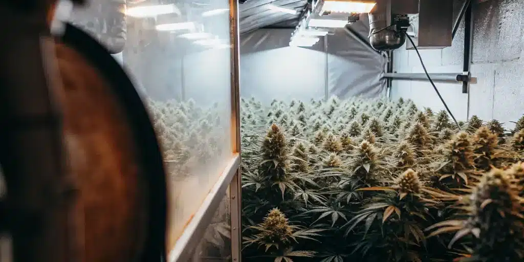 Advanced indoor cannabis grow room with ventilation control systems and rows of flowering marijuana plants.